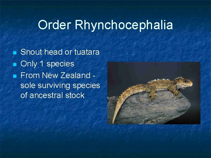 Order Rhynchocephalia n n n Snout head or tuatara Only 1 species From New