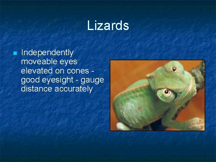 Lizards n Independently moveable eyes elevated on cones good eyesight - gauge distance accurately