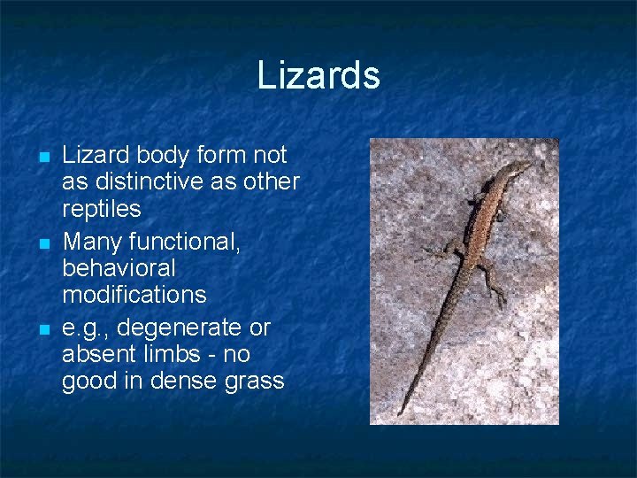 Lizards n n n Lizard body form not as distinctive as other reptiles Many