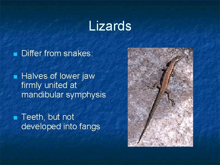 Lizards n Differ from snakes: n Halves of lower jaw firmly united at mandibular