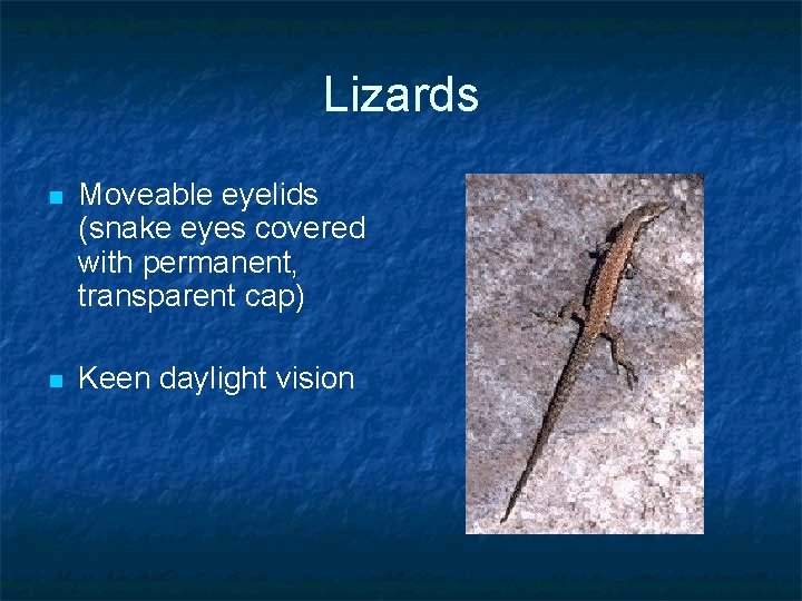 Lizards n Moveable eyelids (snake eyes covered with permanent, transparent cap) n Keen daylight