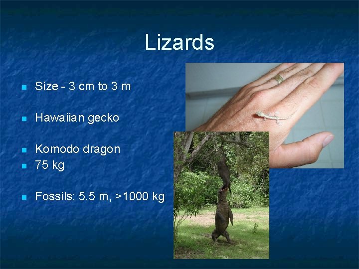 Lizards n Size - 3 cm to 3 m n Hawaiian gecko n n