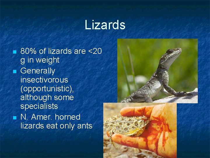 Lizards n n n 80% of lizards are <20 g in weight Generally insectivorous