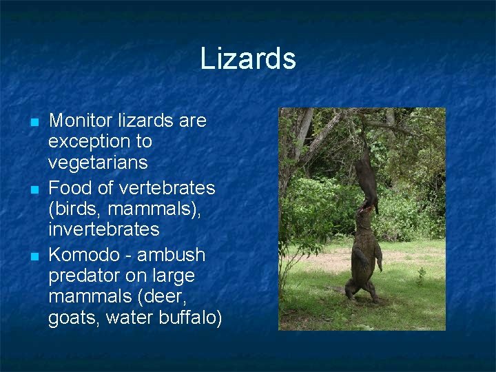 Lizards n n n Monitor lizards are exception to vegetarians Food of vertebrates (birds,