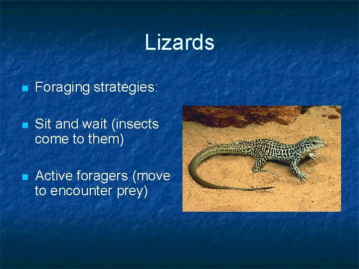 Lizards n Foraging strategies: n Sit and wait (insects come to them) n Active