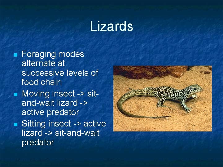 Lizards n n n Foraging modes alternate at successive levels of food chain Moving Lizards n n n Foraging modes alternate at successive levels of food chain Moving