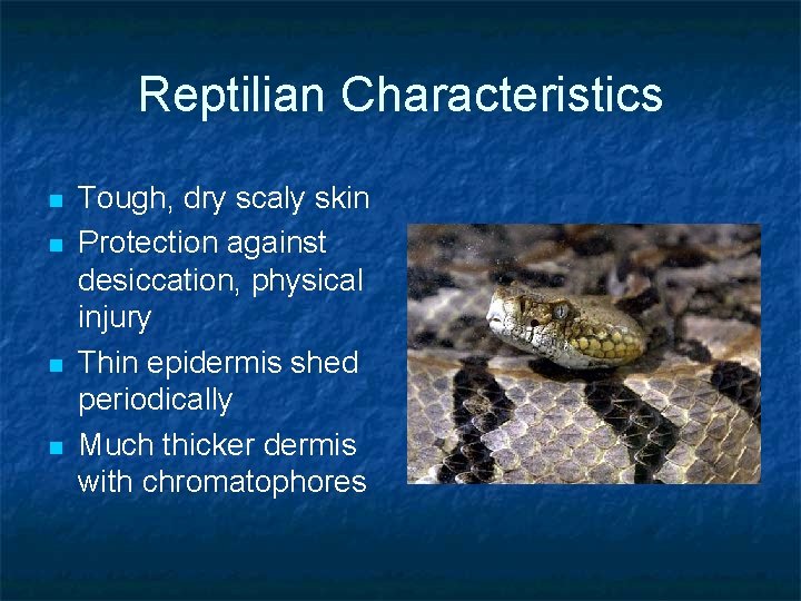 Reptilian Characteristics n n Tough, dry scaly skin Protection against desiccation, physical injury Thin