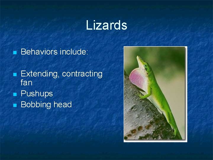 Lizards n Behaviors include: n Extending, contracting fan Pushups Bobbing head n n 