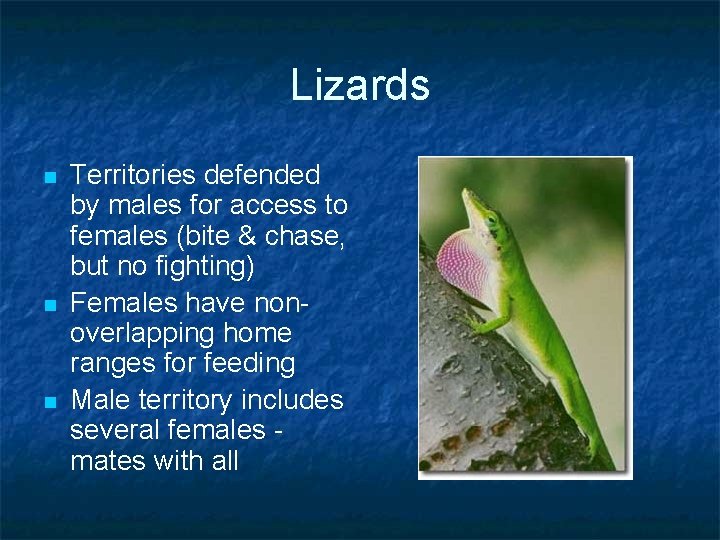 Lizards n n n Territories defended by males for access to females (bite & Lizards n n n Territories defended by males for access to females (bite &