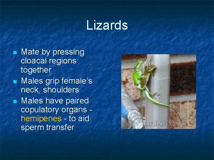 Lizards n n n Mate by pressing cloacal regions together Males grip female’s neck, Lizards n n n Mate by pressing cloacal regions together Males grip female’s neck,