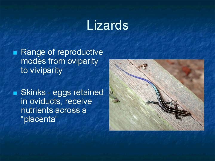 Lizards n Range of reproductive modes from oviparity to viviparity n Skinks - eggs