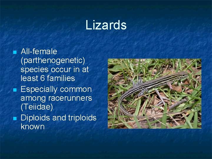 Lizards n n n All-female (parthenogenetic) species occur in at least 6 families Especially