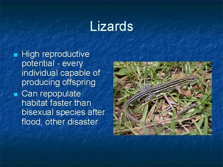 Lizards n n High reproductive potential - every individual capable of producing offspring Can