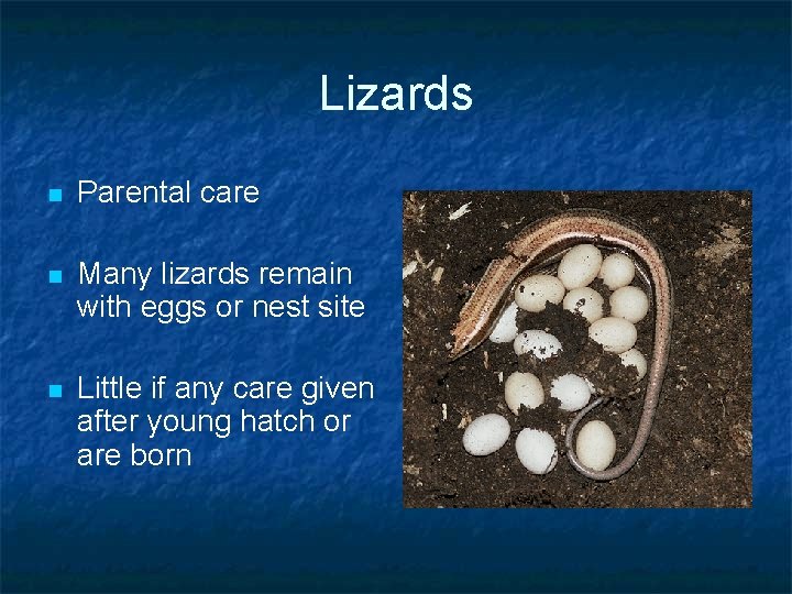 Lizards n Parental care n Many lizards remain with eggs or nest site n Lizards n Parental care n Many lizards remain with eggs or nest site n