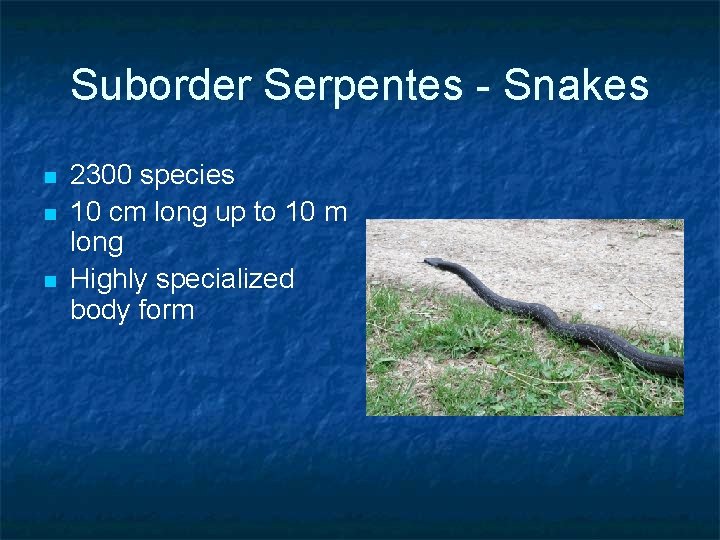 Suborder Serpentes - Snakes n n n 2300 species 10 cm long up to Suborder Serpentes - Snakes n n n 2300 species 10 cm long up to