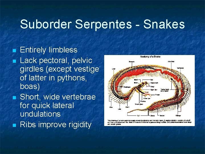 Suborder Serpentes - Snakes n n Entirely limbless Lack pectoral, pelvic girdles (except vestige