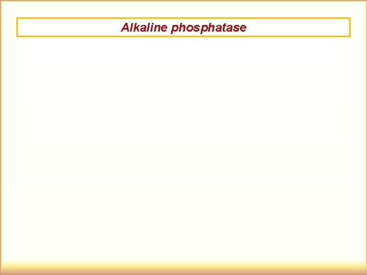 Alkaline phosphatase 