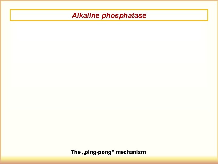 Alkaline phosphatase The „ping-pong” mechanism 