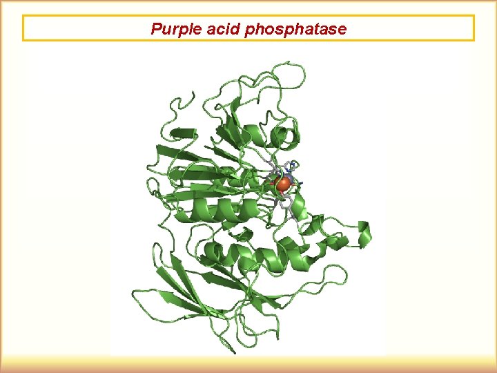 Purple acid phosphatase 
