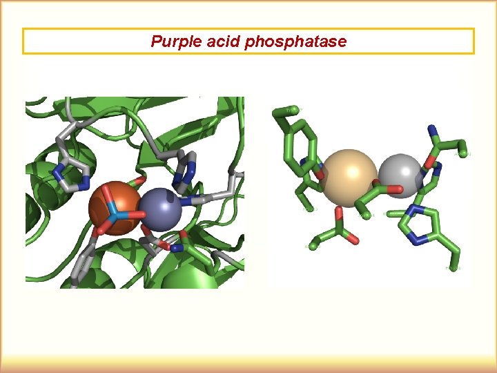Purple acid phosphatase 
