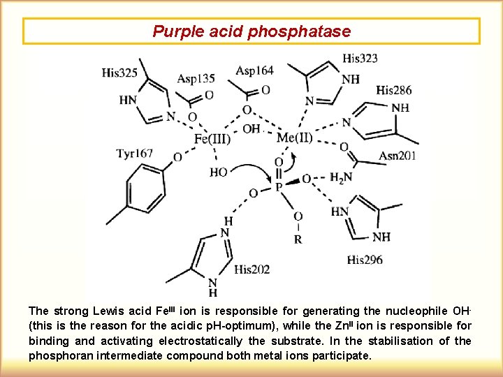 Purple acid phosphatase The strong Lewis acid Fe. III ion is responsible for generating