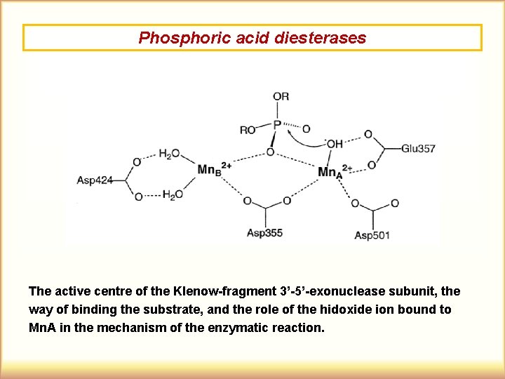 Phosphoric acid diesterases The active centre of the Klenow-fragment 3’-5’-exonuclease subunit, the way of