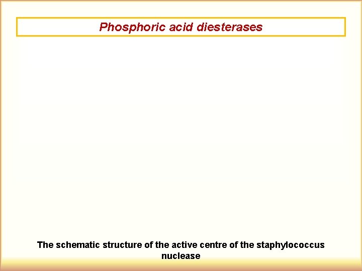 Phosphoric acid diesterases The schematic structure of the active centre of the staphylococcus nuclease