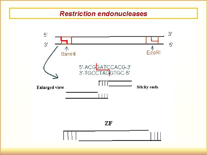 Restriction endonucleases 