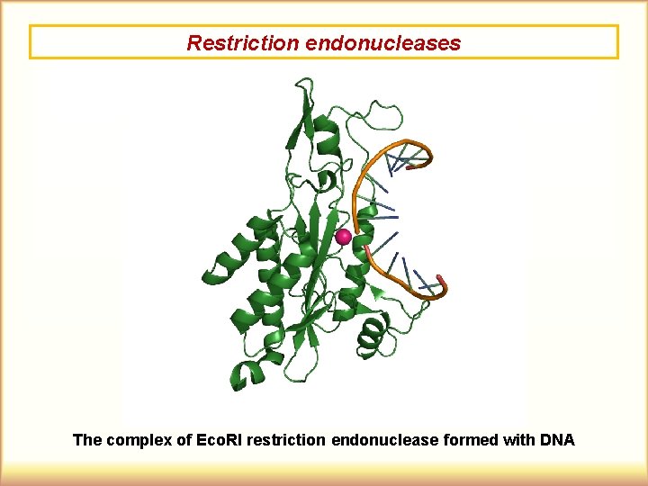 Restriction endonucleases The complex of Eco. RI restriction endonuclease formed with DNA 