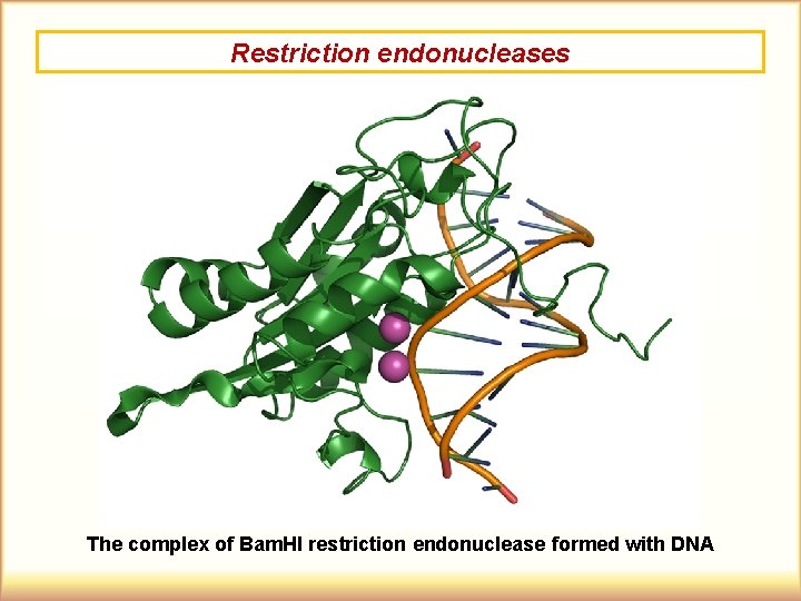 Restriction endonucleases The complex of Bam. HI restriction endonuclease formed with DNA 