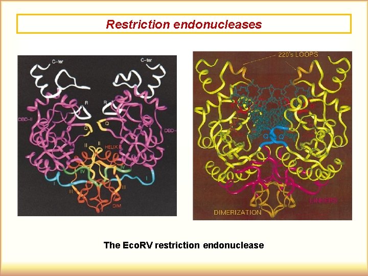 Restriction endonucleases The Eco. RV restriction endonuclease 