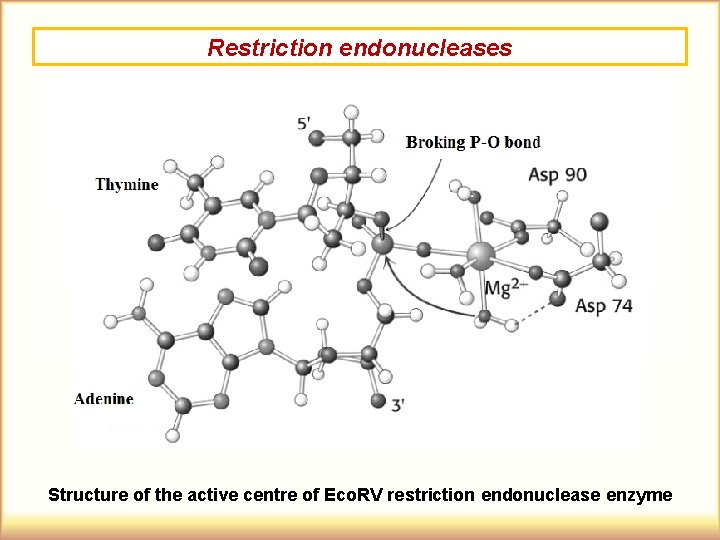 Restriction endonucleases Structure of the active centre of Eco. RV restriction endonuclease enzyme 