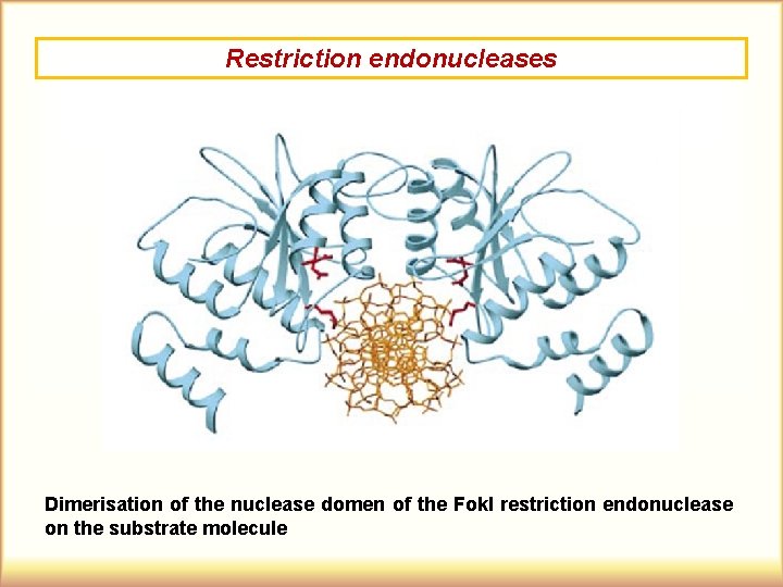 Restriction endonucleases Dimerisation of the nuclease domen of the Fok. I restriction endonuclease on