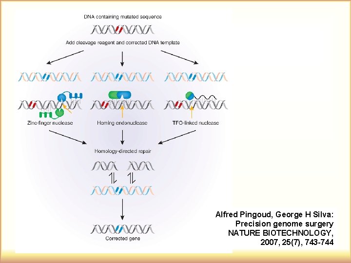 Alfred Pingoud, George H Silva: Precision genome surgery NATURE BIOTECHNOLOGY, 2007, 25(7), 743 -744