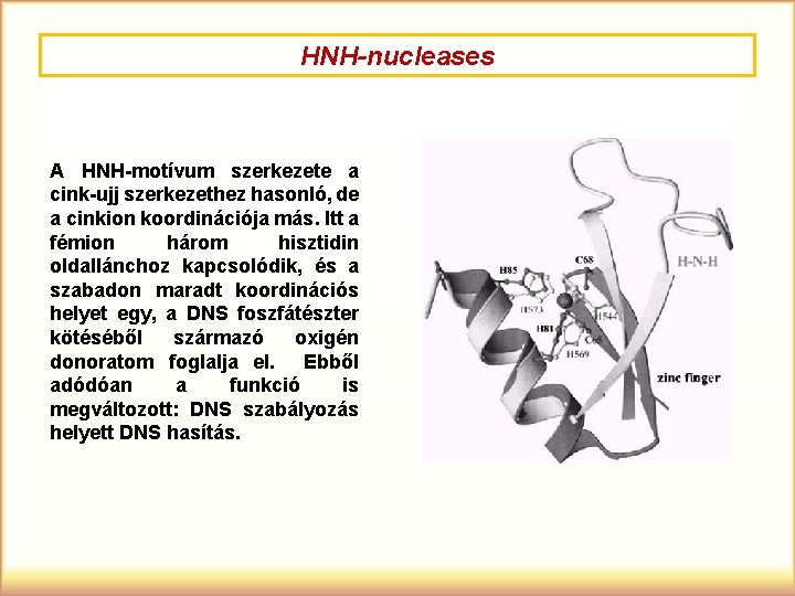 HNH-nucleases A HNH-motívum szerkezete a cink-ujj szerkezethez hasonló, de a cinkion koordinációja más. Itt