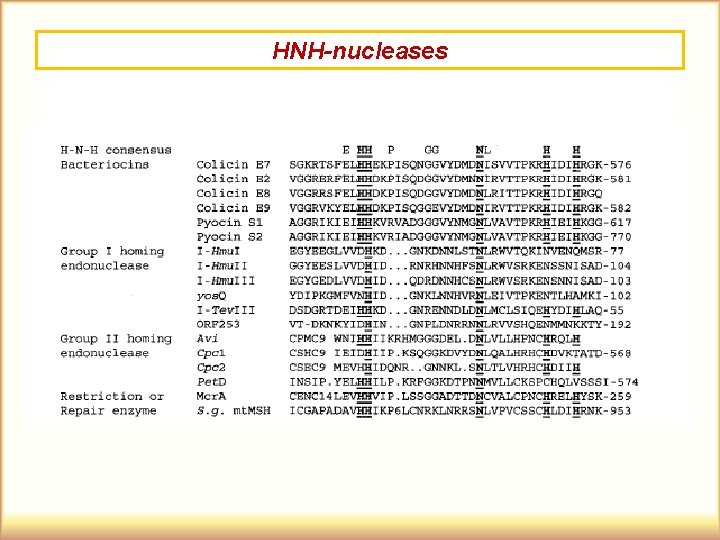 HNH-nucleases 