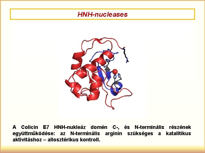 HNH-nucleases A Colicin E 7 HNH-nukleáz domén C-, és N-terminális részének együttműködése: az N-terminális