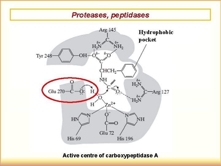 Proteases, peptidases Hydrophobic pocket Active centre of carboxypeptidase A 