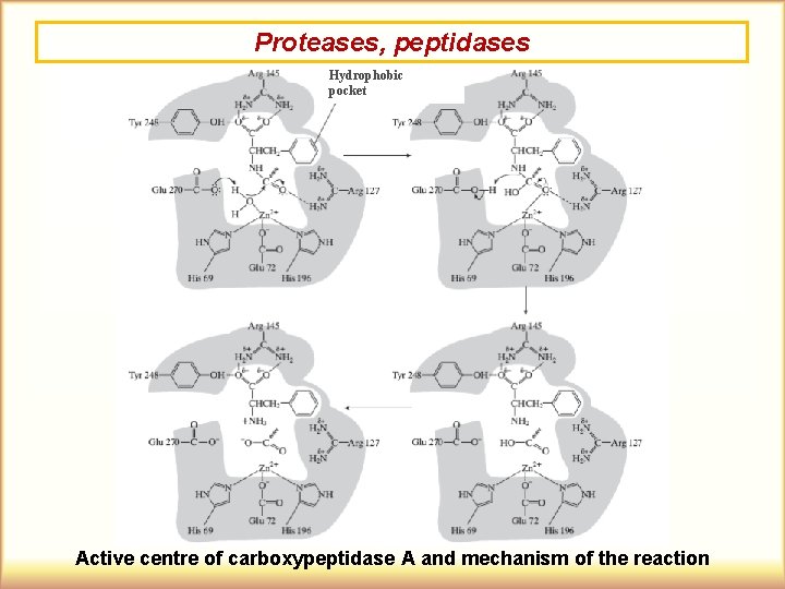 Proteases, peptidases Hydrophobic pocket Active centre of carboxypeptidase A and mechanism of the reaction