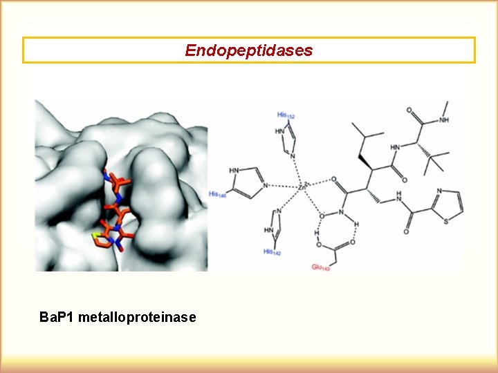 Endopeptidases Ba. P 1 metalloproteinase 