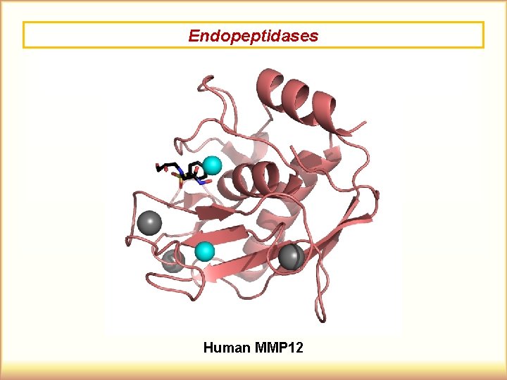Endopeptidases Human MMP 12 
