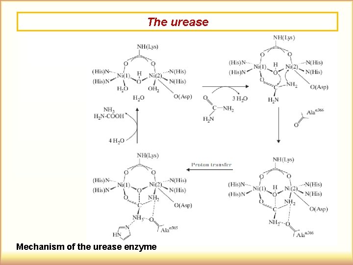 The urease Mechanism of the urease enzyme 