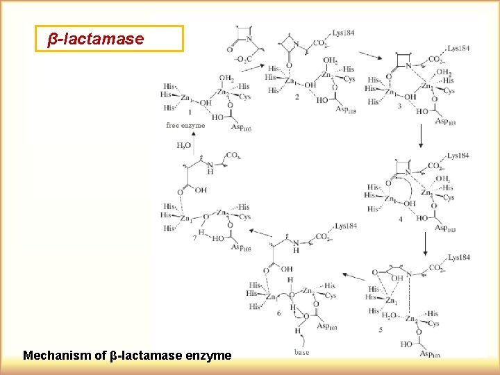 β-lactamase Mechanism of β-lactamase enzyme 