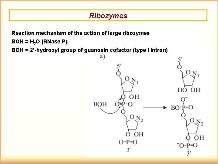 Ribozymes Reaction mechanism of the action of large ribozymes BOH = H 2 O