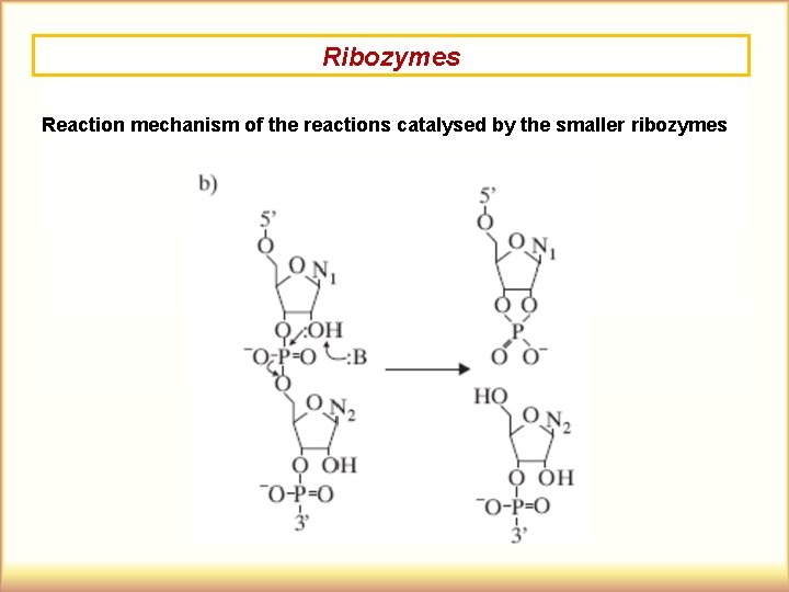 Ribozymes Reaction mechanism of the reactions catalysed by the smaller ribozymes 