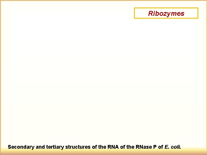 Ribozymes Secondary and tertiary structures of the RNA of the RNase P of E.