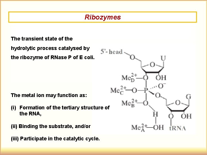 Ribozymes The transient state of the hydrolytic process catalysed by the ribozyme of RNase