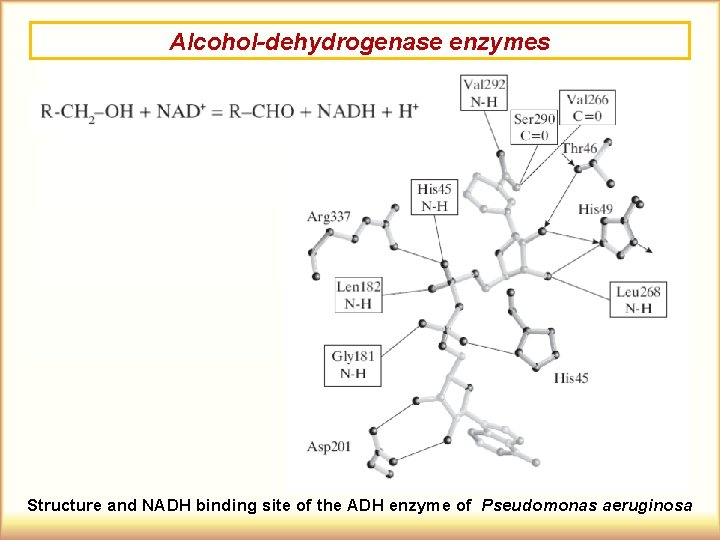 Alcohol-dehydrogenase enzymes Structure and NADH binding site of the ADH enzyme of Pseudomonas aeruginosa