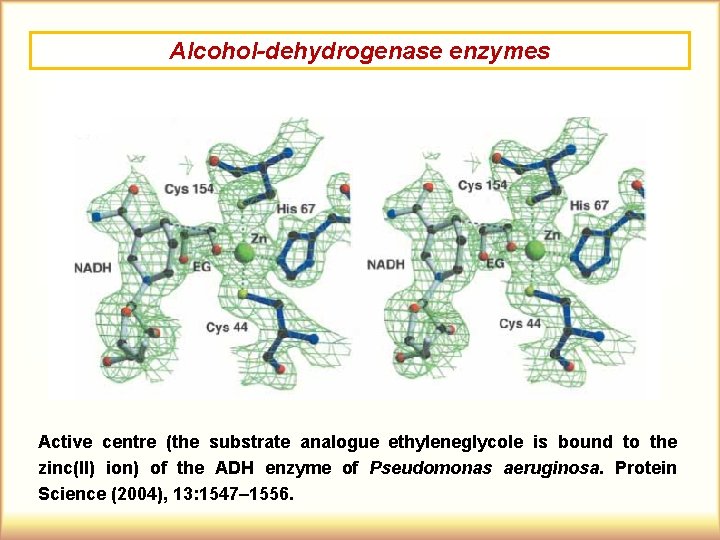 Alcohol-dehydrogenase enzymes Active centre (the substrate analogue ethyleneglycole is bound to the zinc(II) ion)