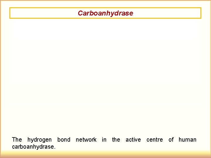 Carboanhydrase The hydrogen bond network in the active centre of human carboanhydrase. 